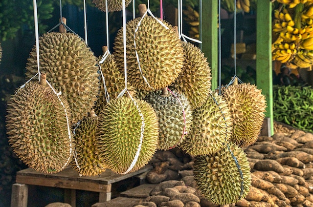 durian in davao city philippines