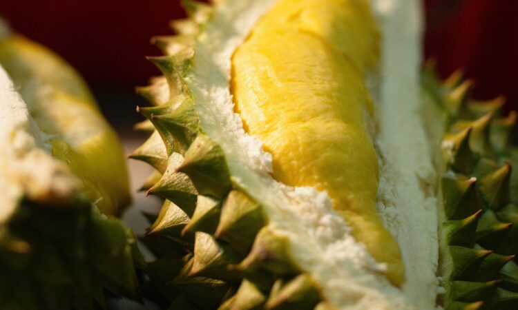 durian fruit in davao philippines