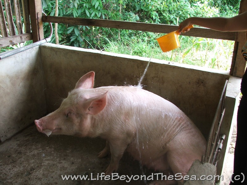 Starting A Pig Farm in the Philippines