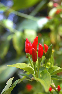 Philippine Hot Peppers in the wild