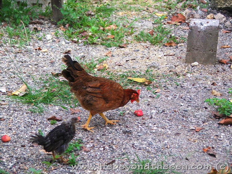 free roaming chickens
