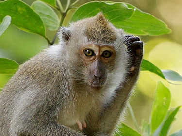 long-tailed-macaque