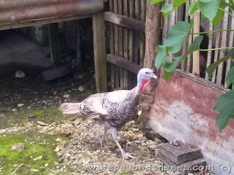 turkey-lurkey in my yard